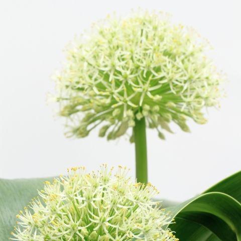 Allium White - Bulk and Wholesale