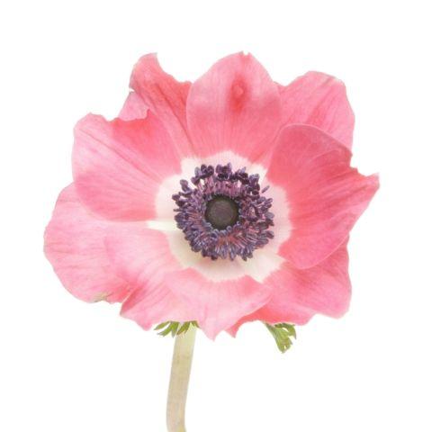 Anemone Pink - Bulk and Wholesale