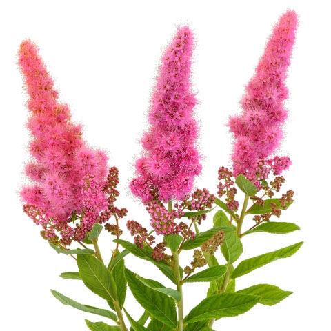 Astilbe Pink - Bulk and Wholesale