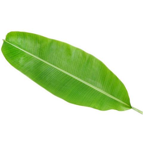 Banana Leaf - Bulk and Wholesale