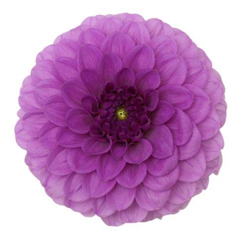 Dahlias Purple - Bulk and Wholesale
