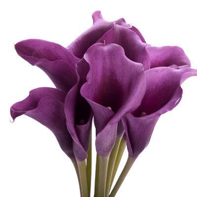 Calla lily Mini Dark Purple - Bulk and Wholesale