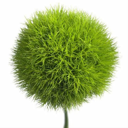 Dianthus Trick Green - Bulk and Wholesale