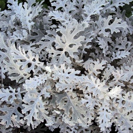 Dusty Miller - Bulk and Wholesale