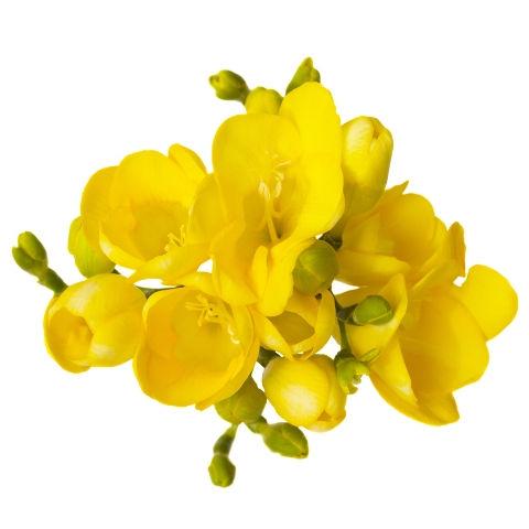 Freesia Yellow - Bulk and Wholesale