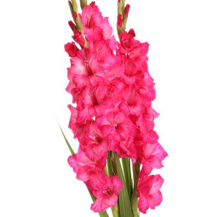 Gladiolus Hot Pink - Bulk and Wholesale
