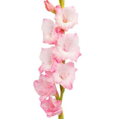 Gladiolus Light Pink - Bulk and Wholesale