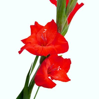 Gladiolus Red - Bulk and Wholesale