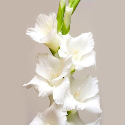 Gladiolus White - Bulk and Wholesale