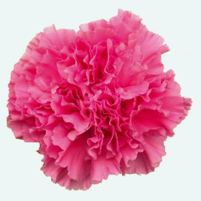 Carnations Hot Pink - Bulk and Wholesale