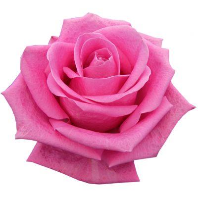 Rose Hot Pink - Bulk and Wholesale
