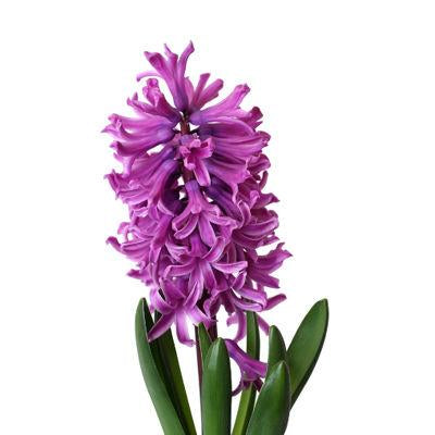 Hyacints Purple - Bulk and Wholesale