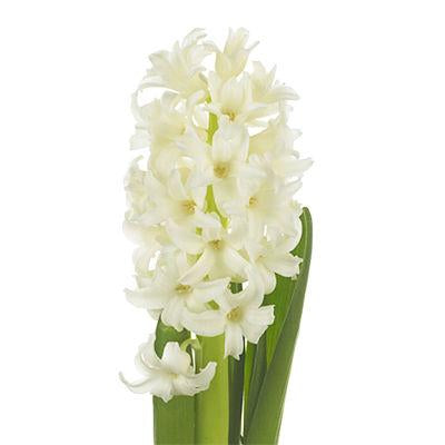 Hyacints White - Bulk and Wholesale
