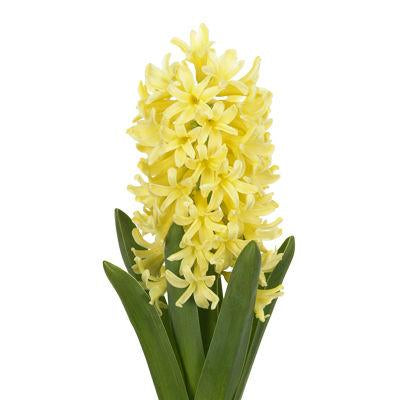 Hyacints Yellow - Bulk and Wholesale