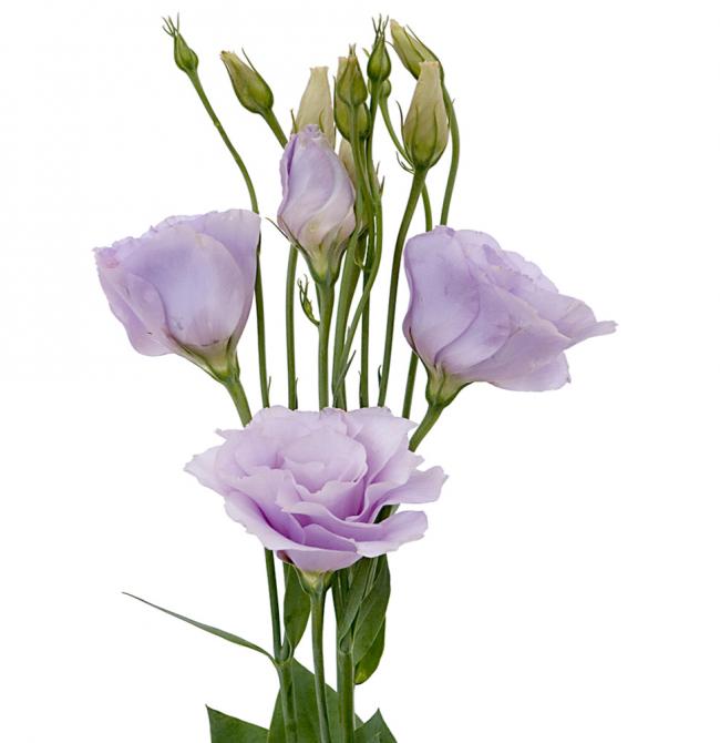 Lisianthus Lavender - Bulk and Wholesale
