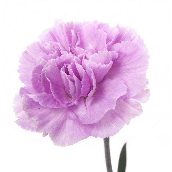 Carnations Lavender - Bulk and Wholesale