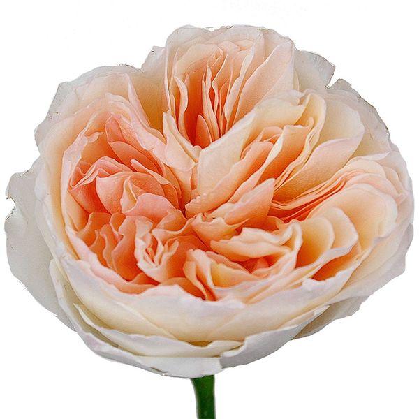 Garden Rose Peach - Bulk and Wholesale