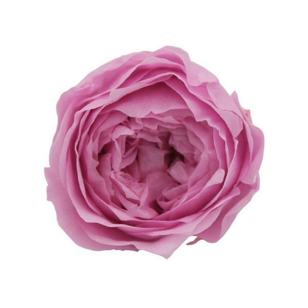 Garden Rose Purple - Bulk and Wholesale