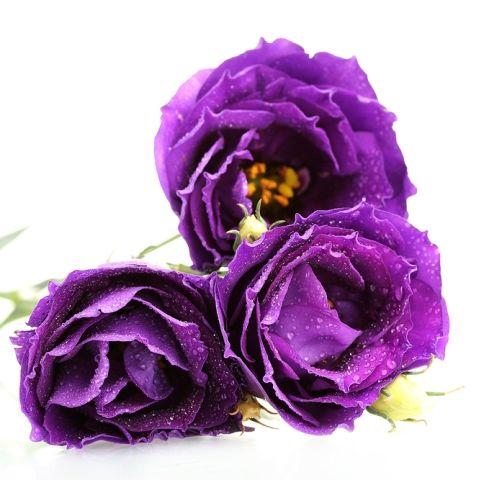 Lisianthus Purple - Bulk and Wholesale