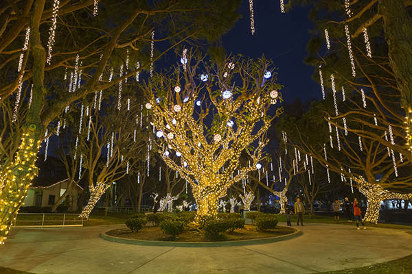 trees decorated in lights