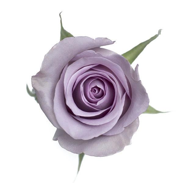 Rose Lavender - Bulk and Wholesale