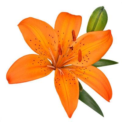 Lilies Asiatic Orange - Bulk and Wholesale