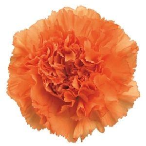 Carnations Orange - Bulk and Wholesale