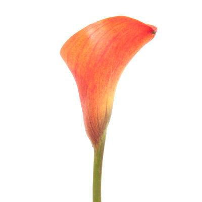 Calla lily Mini Orange - Bulk and Wholesale