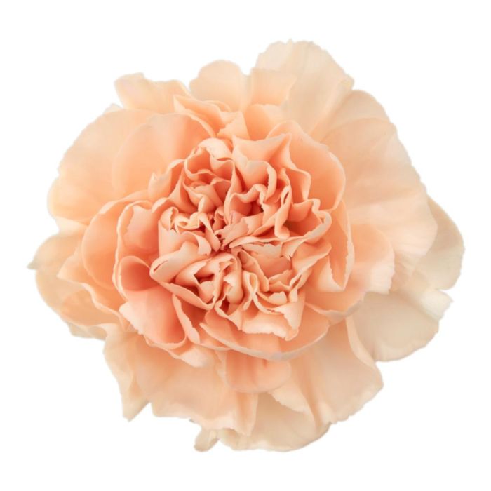 Carnations Peach - Bulk and Wholesale
