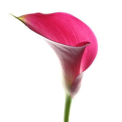Calla lily Mini Pink - Bulk and Wholesale