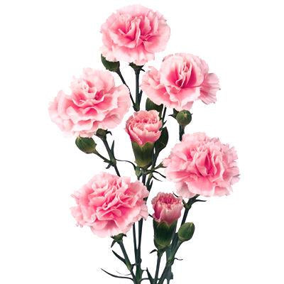 Carnations Mini Light Pink - Bulk and Wholesale