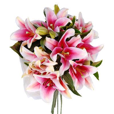 Lilies Oriental Pink - Bulk and Wholesale