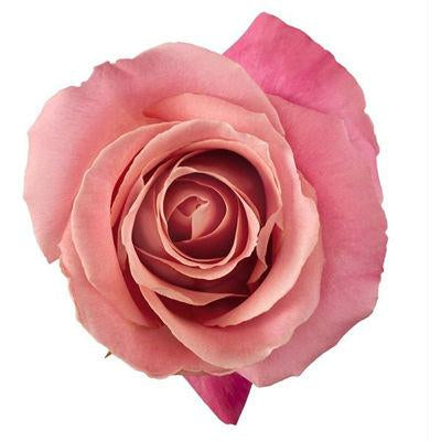 Rose Pink - Bulk and Wholesale