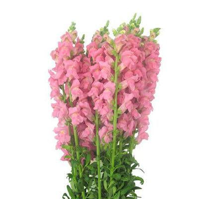 Snapdragons Pink - Bulk and Wholesale