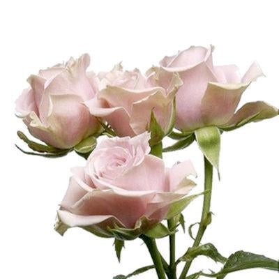 Spray Roses Light Pink - Bulk and Wholesale