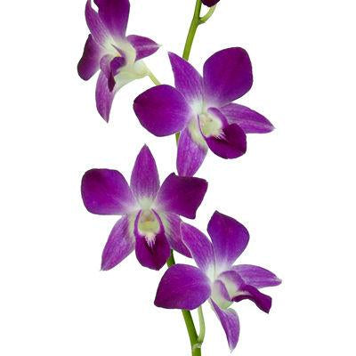 Dendrobium Berry Pink - Bulk and Wholesale