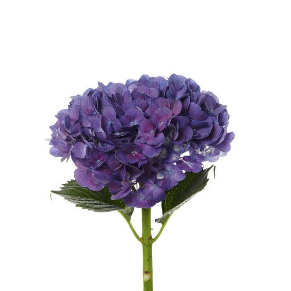 Hydrangeas Purple - Bulk and Wholesale