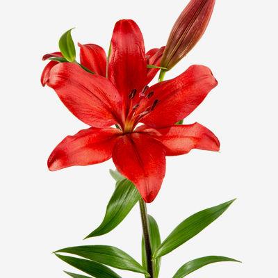 Lilies Asiatic Red - Bulk and Wholesale