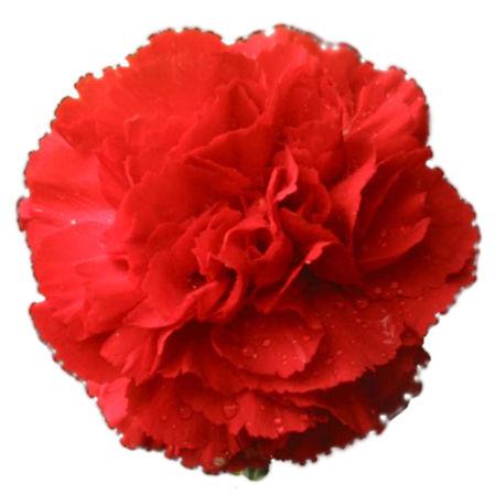 Carnations Red - Bulk and Wholesale