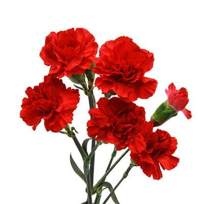 Carnations Mini Red - Bulk and Wholesale