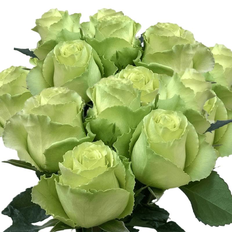 Rose Lime Green - Bulk and Wholesale