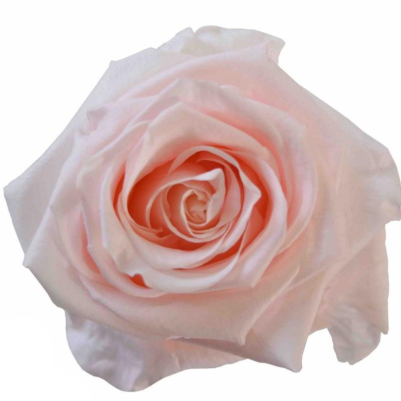 Rose Blush Pink - Bulk and Wholesale