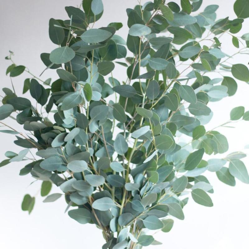 Eucalyptus silver dollar - Bulk and Wholesale