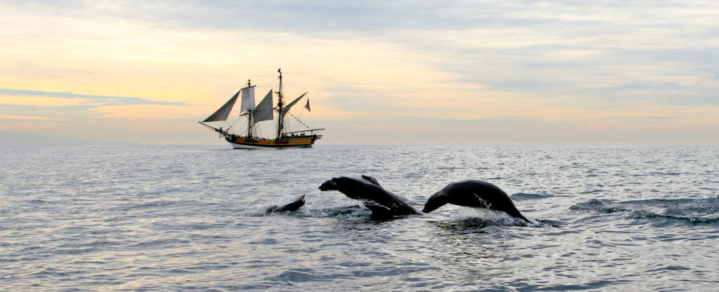 sea lions jumping out of ocean