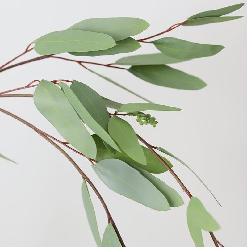 Eucalyptus Weeping - Bulk and Wholesale