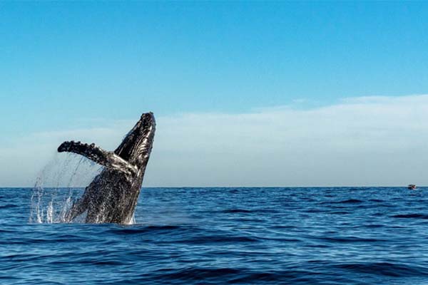 Marina del Rey whale watching