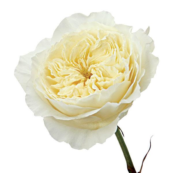 Garden Rose White - Bulk and Wholesale