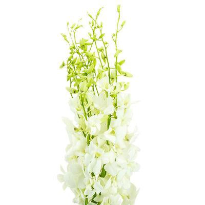 Dendrobium White - Bulk and Wholesale