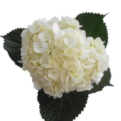 Hydrangeas White - Bulk and Wholesale