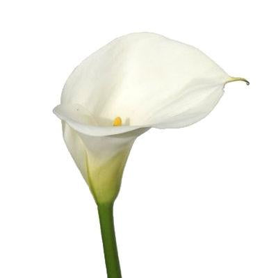 Calla lily Mini White - Bulk and Wholesale